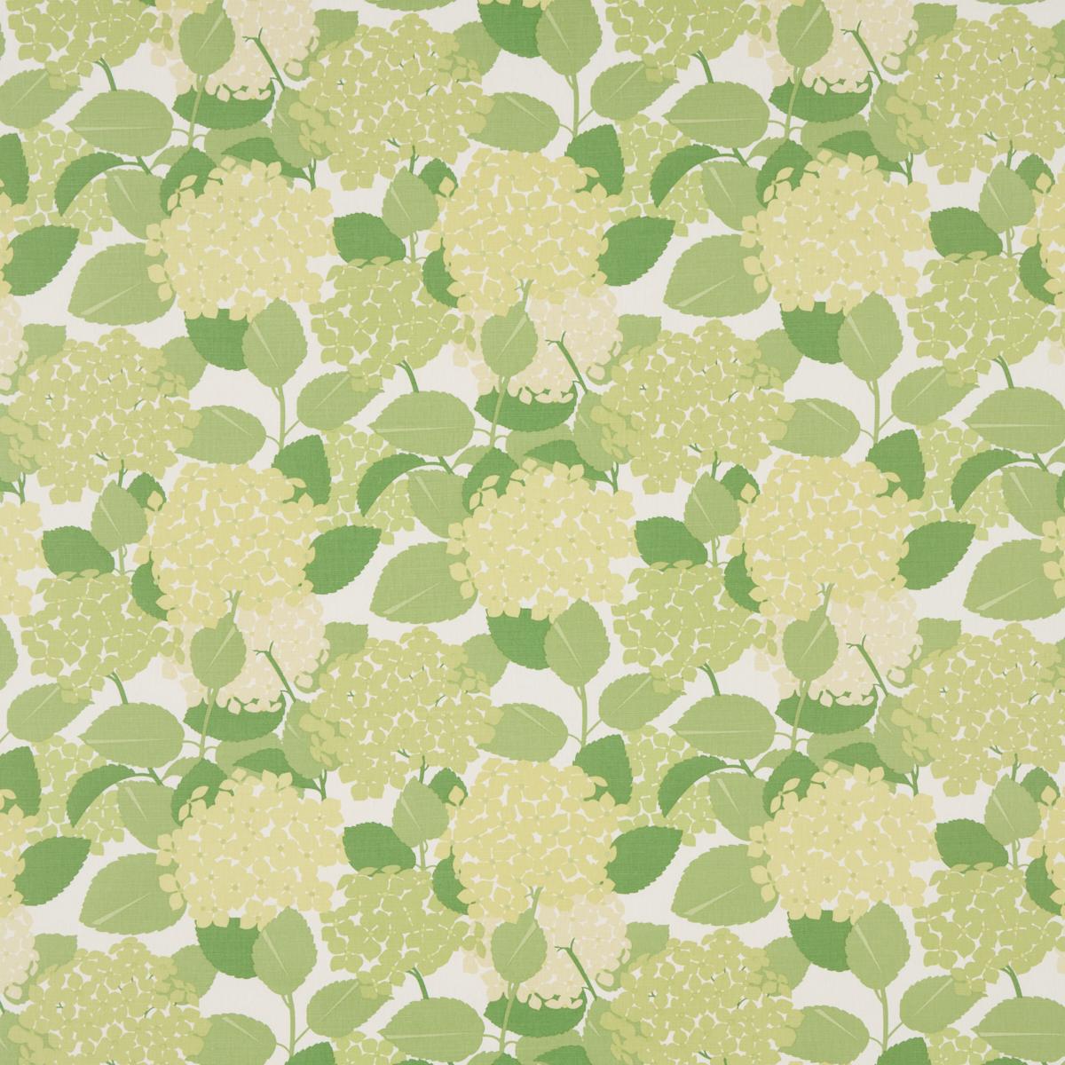HYDRANGEA GREEN