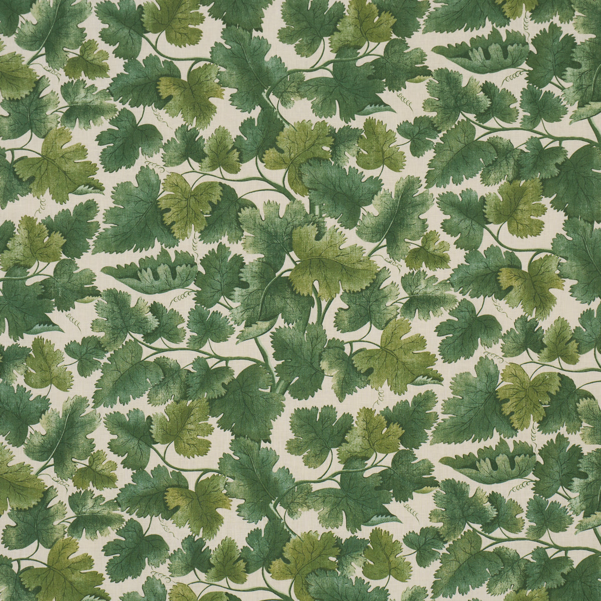 EDINBURGH VINE FOREST