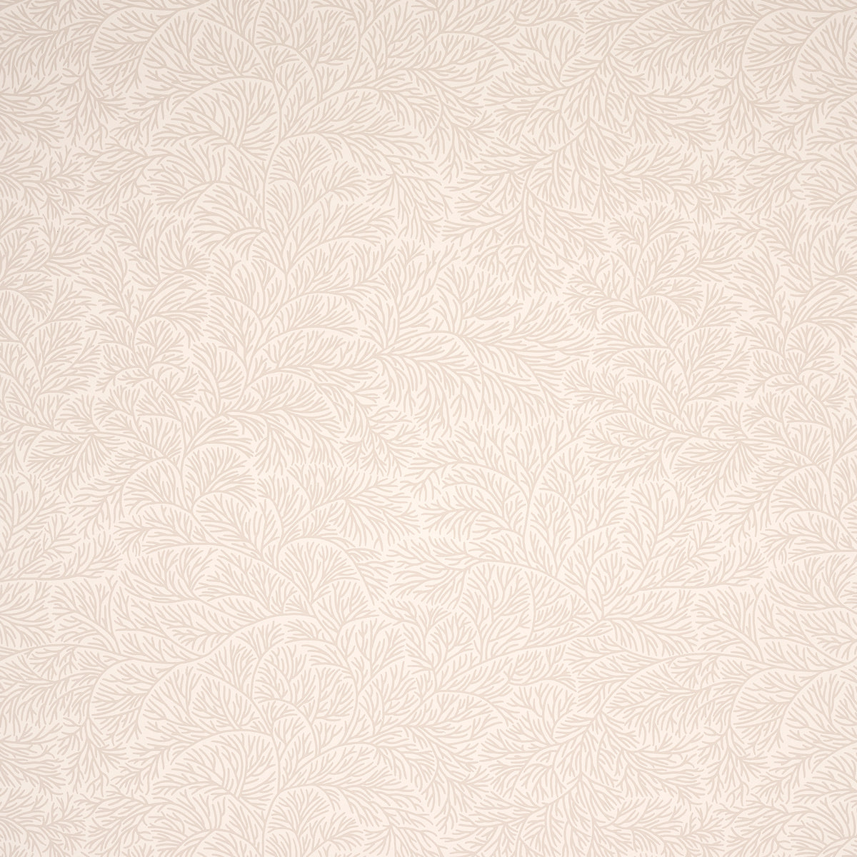 BOUGAINVILLEA NEUTRAL