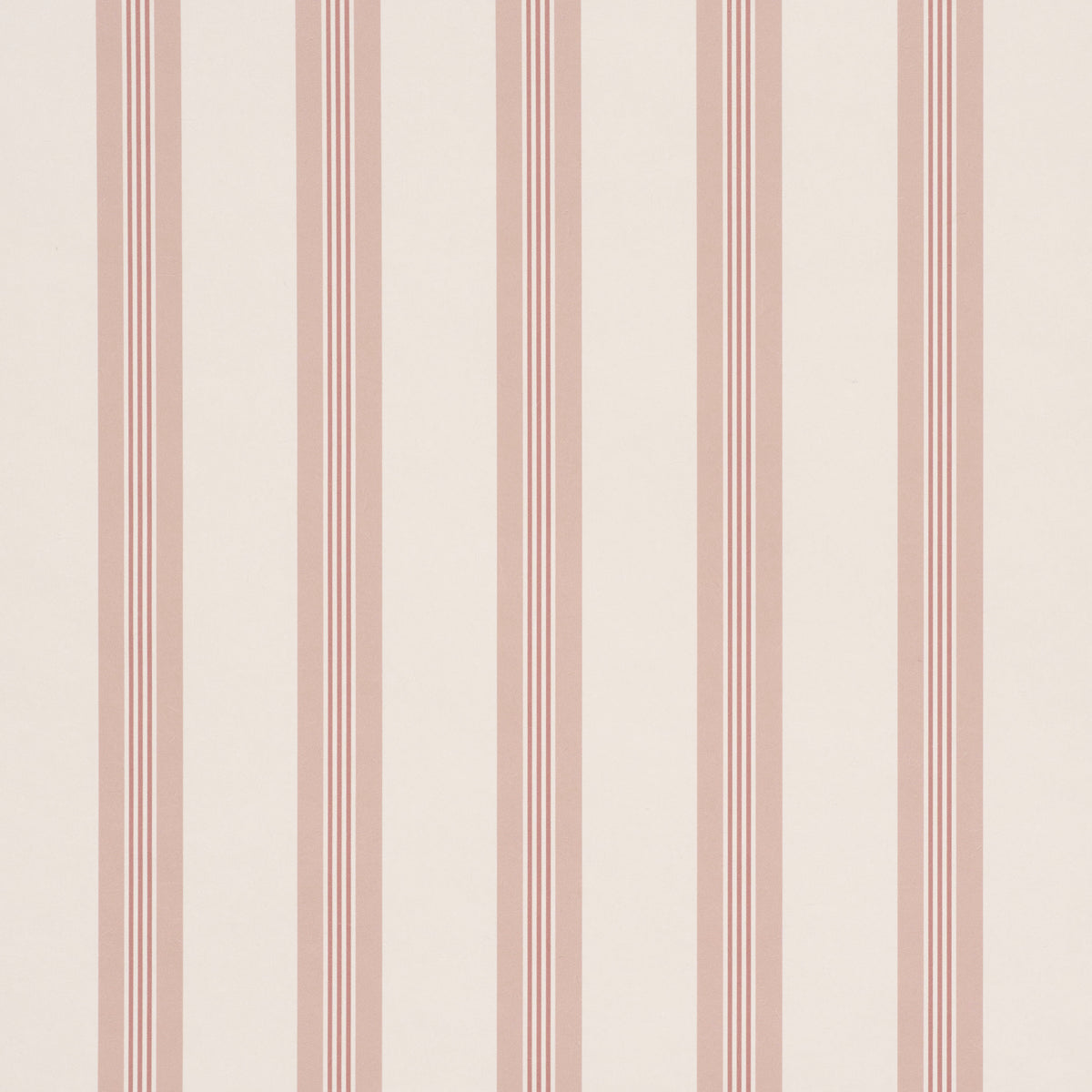Chatham Stripe Rose