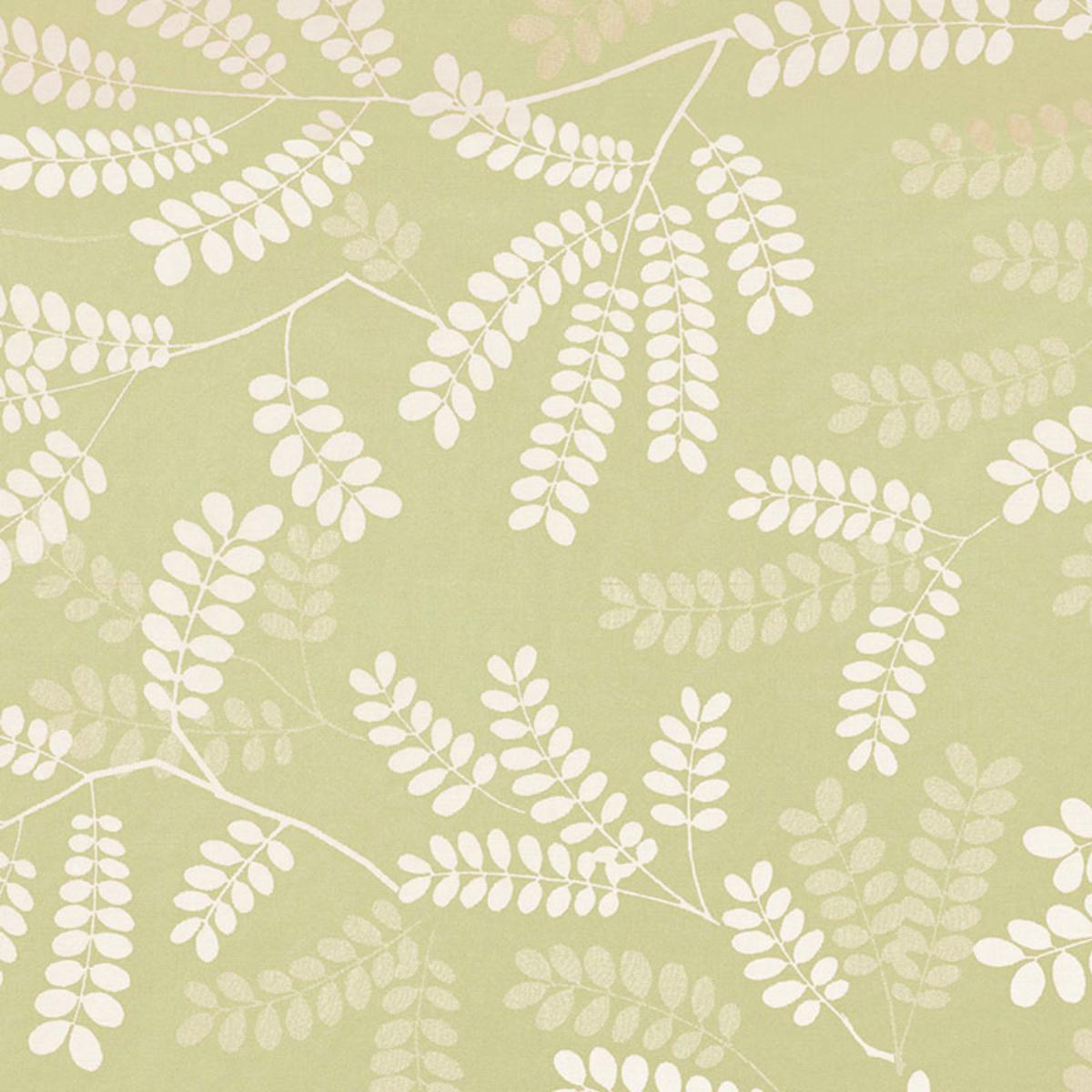 LOCUST LEAVES FERN