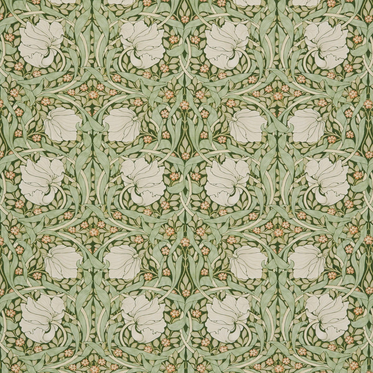 7865 PIMPERNEL 4 DILL