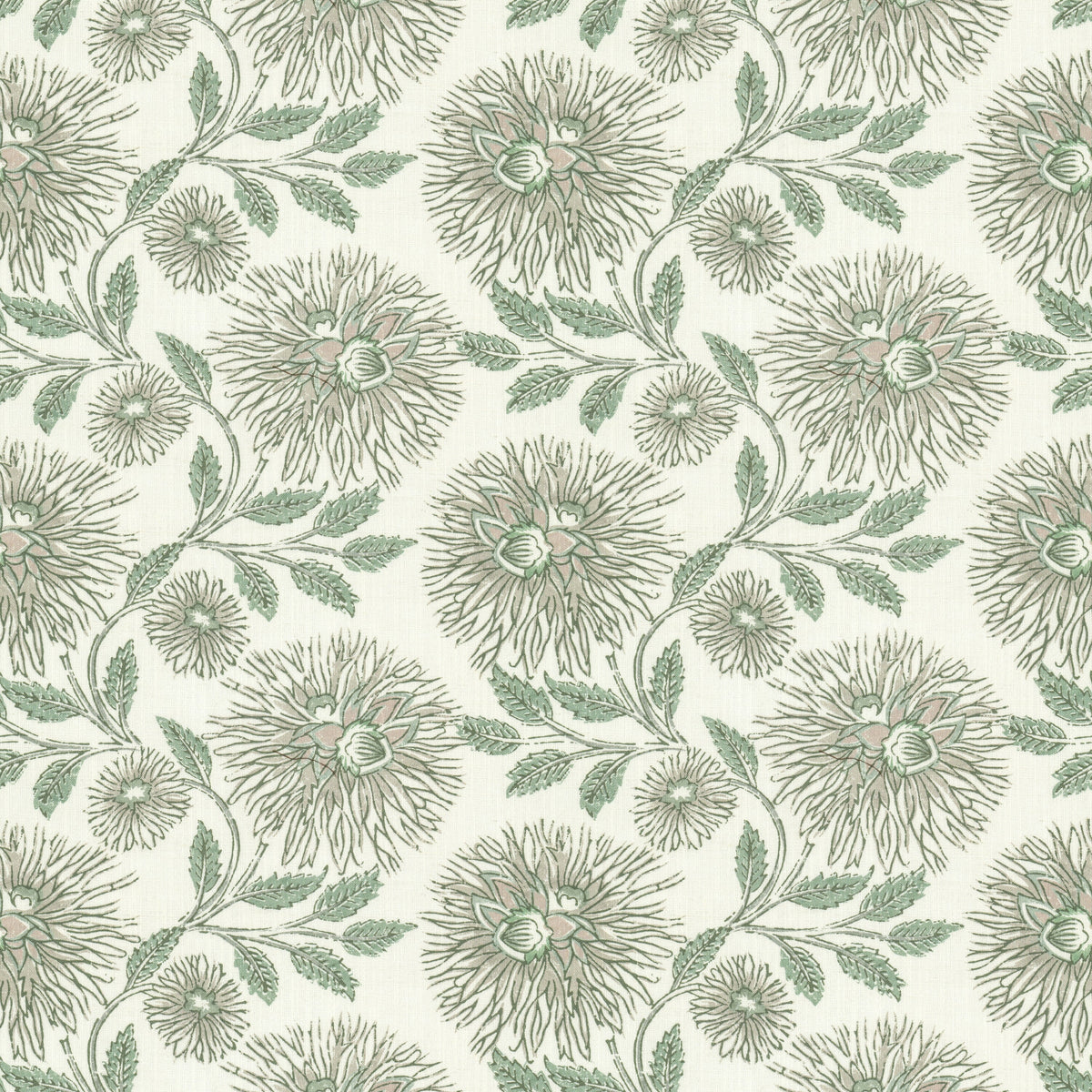 DAHLIA 1 ALOE