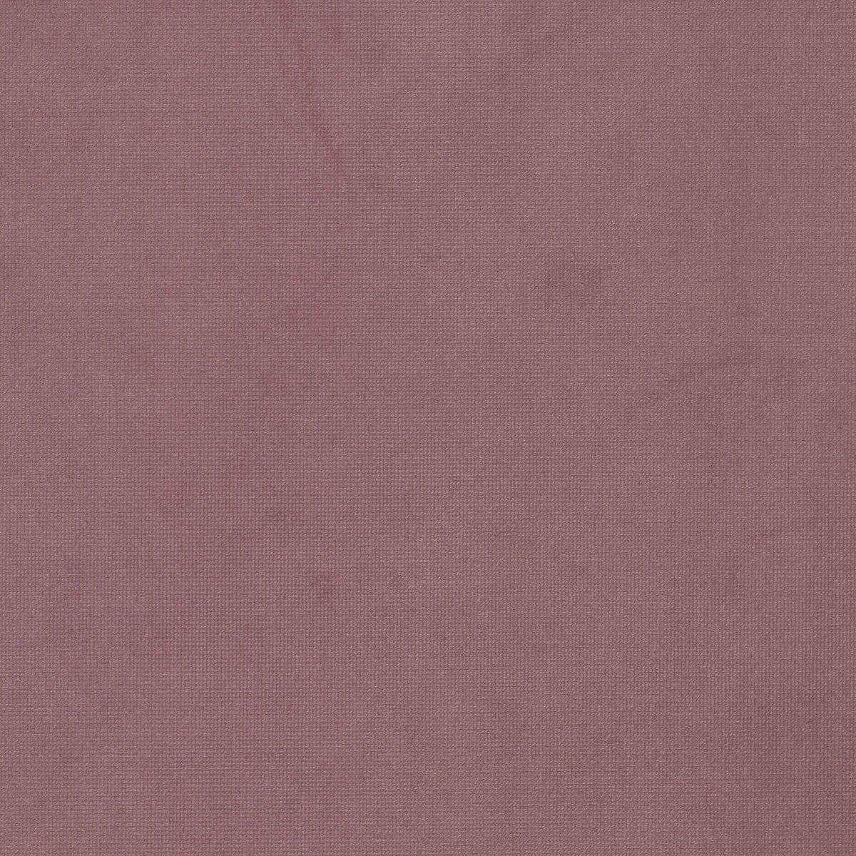 QUEEN 17 FUCHSIA