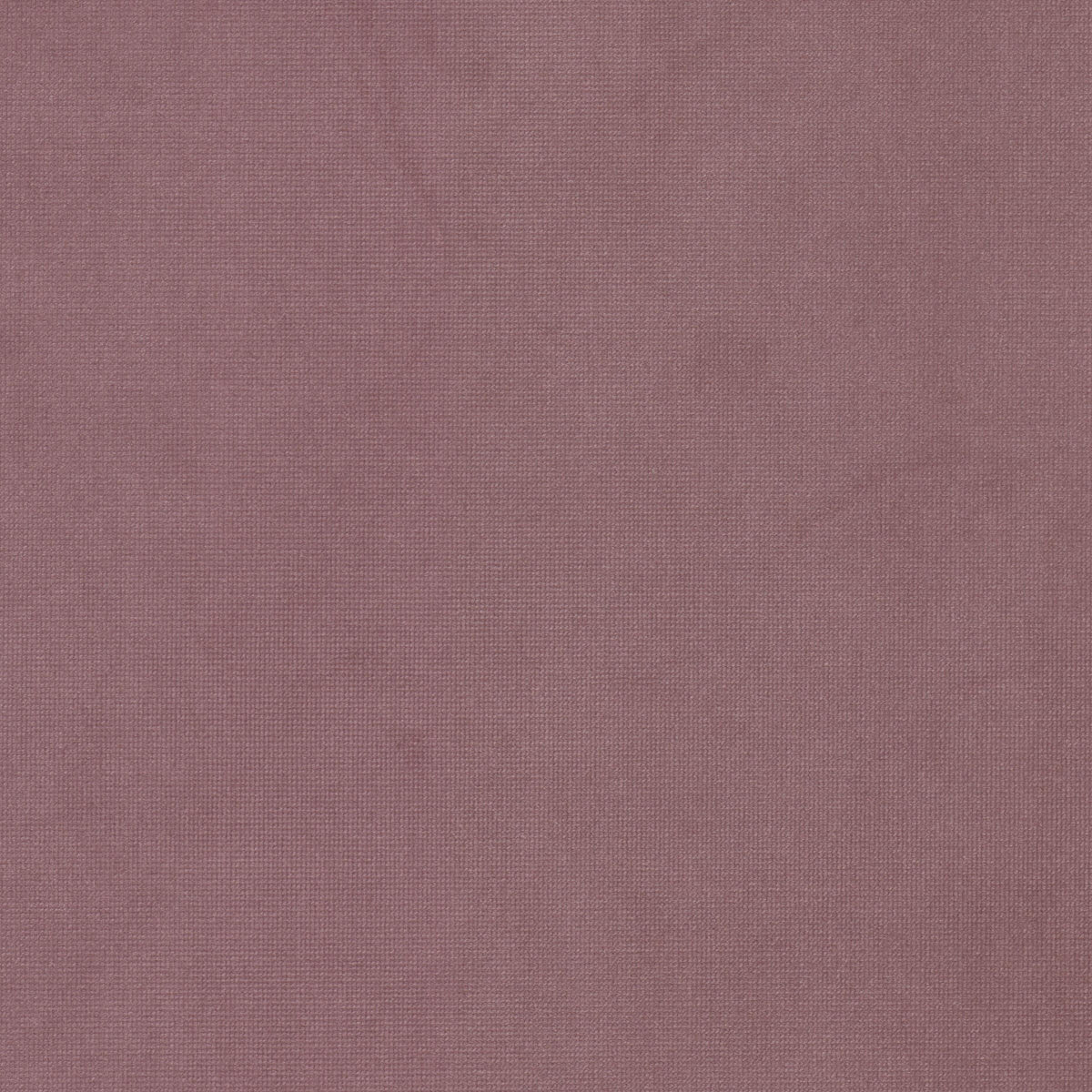 QUEEN 17 FUCHSIA