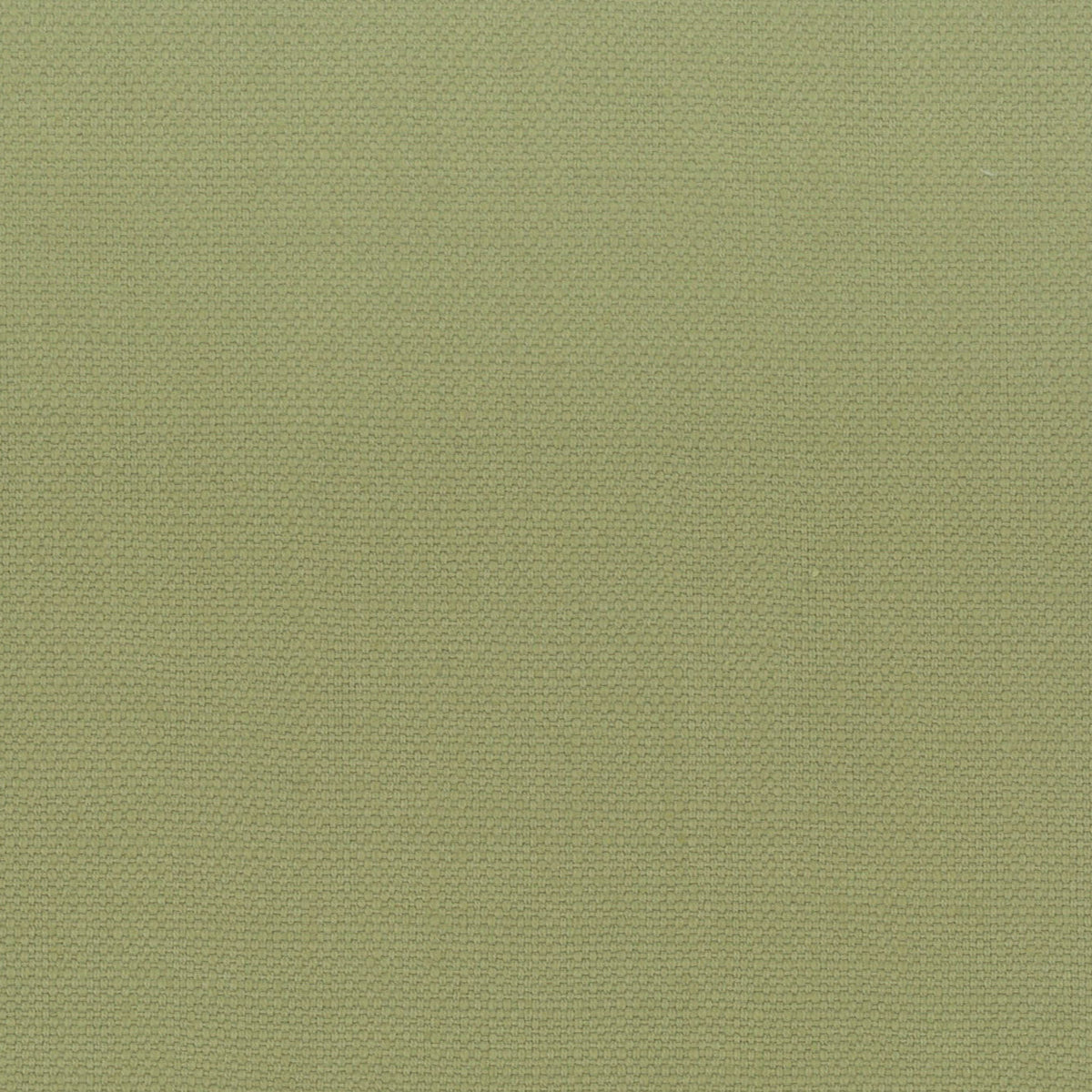 STANFORD 1 PISTACHIO
