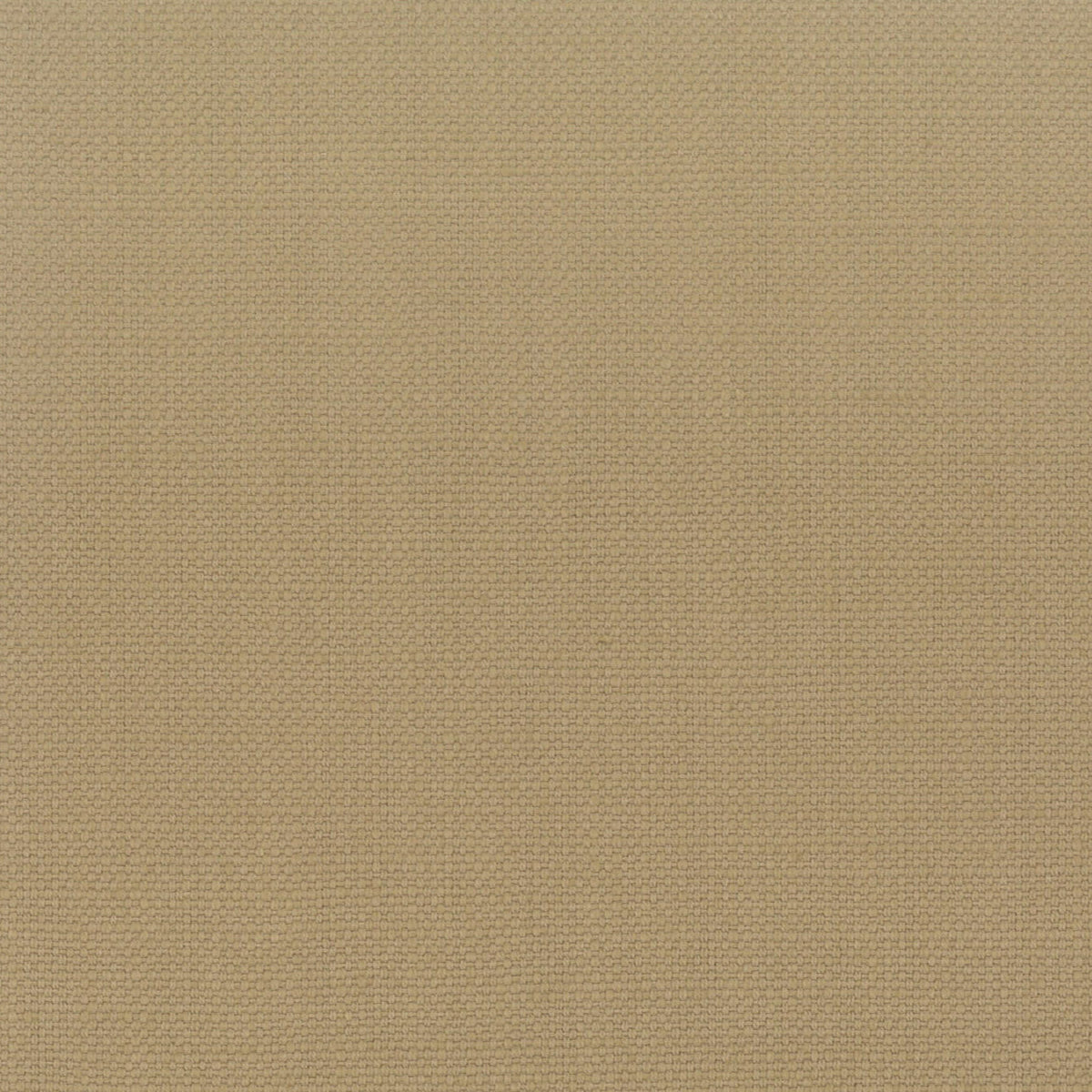 STANFORD 7 WHEAT
